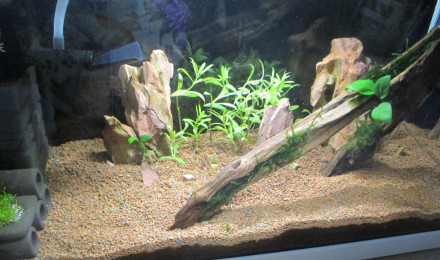 aquarium 17L futur bac Neocaridina davidi var. Yellow neon