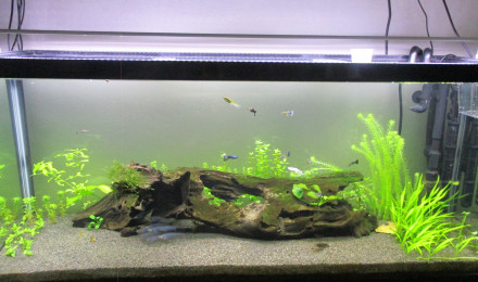 aquarium 240L