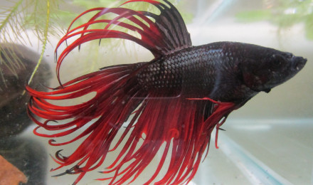 aquarium BAC REPRO 26L