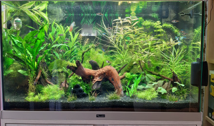 aquarium Communautaire 160L