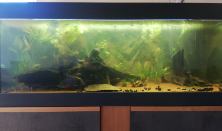 aquarium Amazonien low-tech