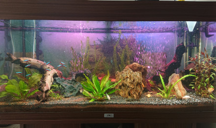 aquarium Biotope amazonien