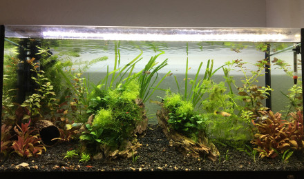 aquarium Guppy - Red cherry - Caridina Japonica - Ancistrus