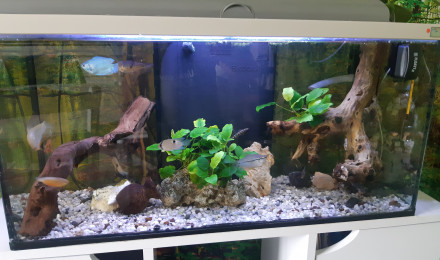 aquarium Aquarium gourami