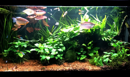 aquarium LAC MAJEUR