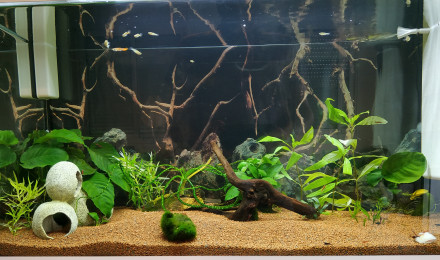 aquarium Test