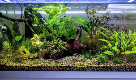 aquarium Inwa 60
