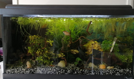 aquarium Communautaire
