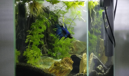 aquarium Nano Betta