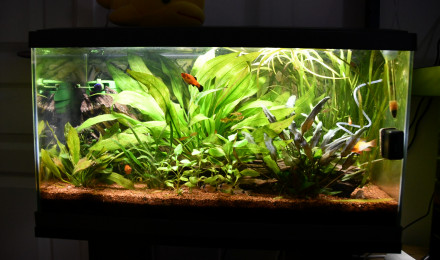 aquarium 60 l américain