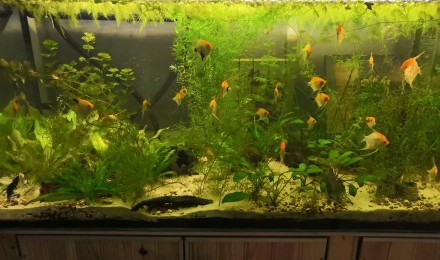 aquarium Scalaire 390L