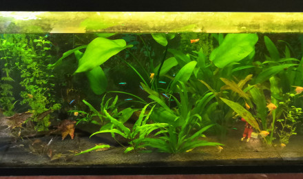 aquarium Aquarium 240L