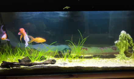 aquarium Poisson rouge 300L