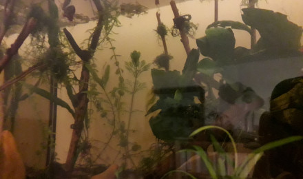 aquarium Annul