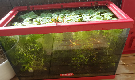 aquarium Chez les Daphnies