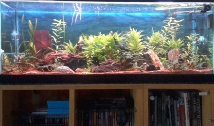 aquarium nouvel aquarium