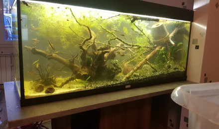 aquarium Amazonien