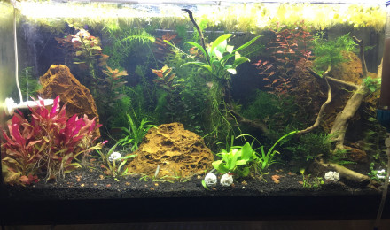 aquarium Toilette