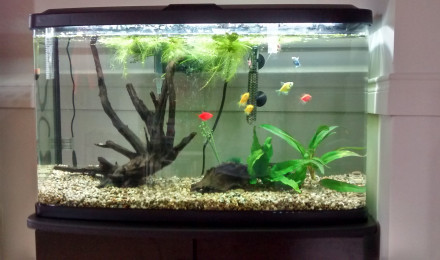 aquarium Amazonia