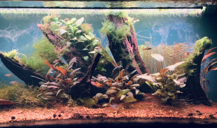 aquarium 350L Amazonien