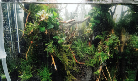 aquarium Nano jungle