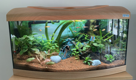 aquarium Hélicoptère Crash