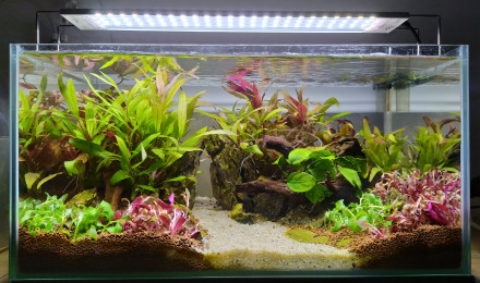 aquarium Betta - 23L