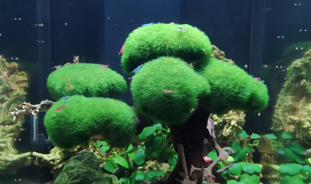 aquarium Bonsai Tree