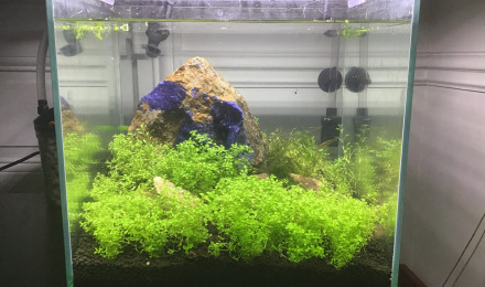 aquarium Nano scape Iwagumi