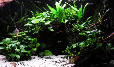 aquarium THE CAVE