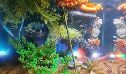 aquarium Crevettes
