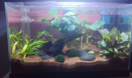 aquarium Red cherry