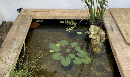 aquarium Bassin