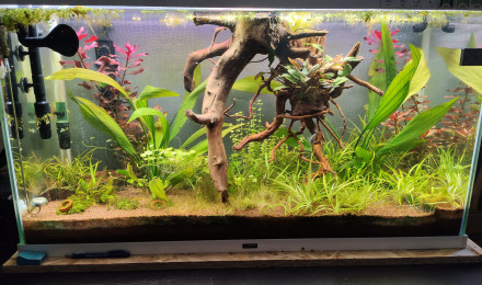 aquarium The First One