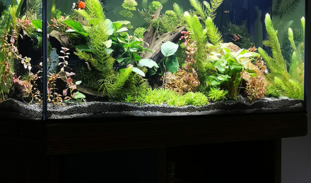 aquarium Platynium