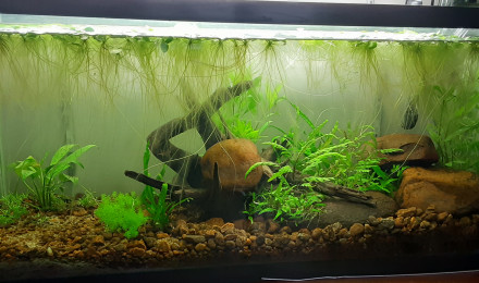 aquarium Aqua 30