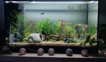 aquarium aquarium