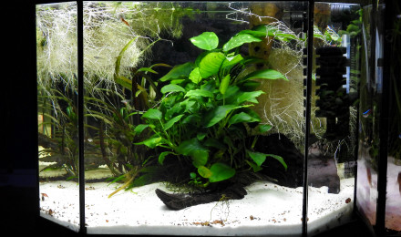 aquarium LITTLE ISLAND