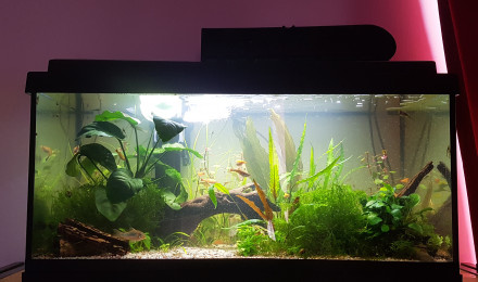 aquarium Chez les Corys