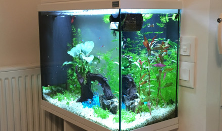 aquarium Aquatic Forest