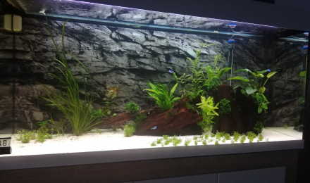 aquarium AMAZONIEN