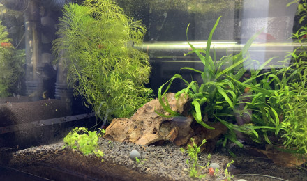 aquarium 20L Red cherry