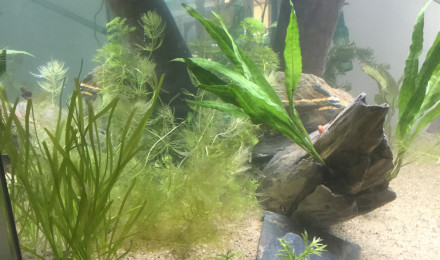 aquarium AquaWoods