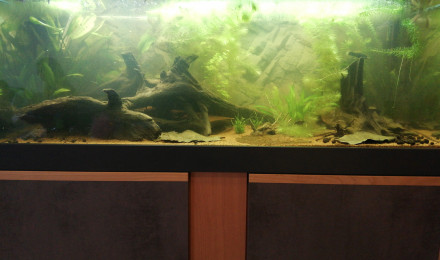 aquarium Amazonien low-tech