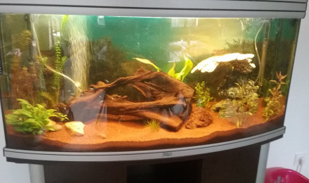 aquarium Aquarium communautaire 240litres brut