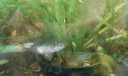 aquarium 96 litres selection