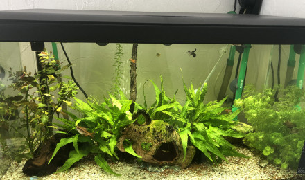 aquarium 60 l titi
