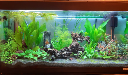 aquarium Aquarium Salon
