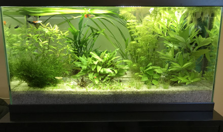 aquarium Petit coin des guppys