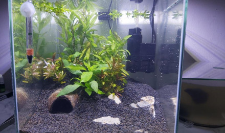 aquarium Bac 22l Combattant Male